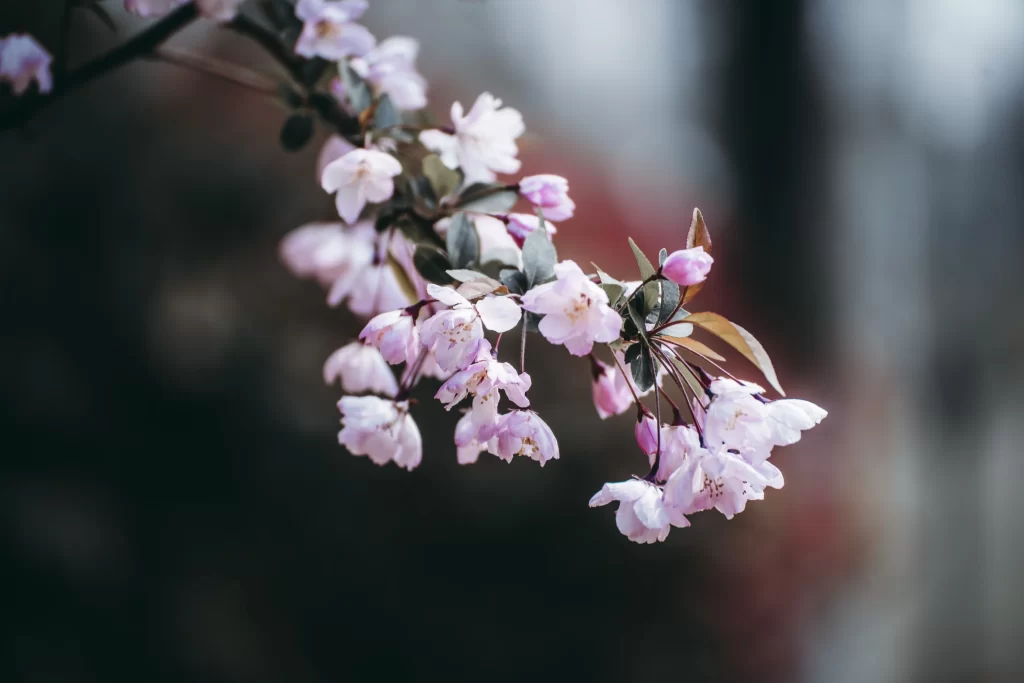 Pink Crabapple Blossom Petals gray Branch