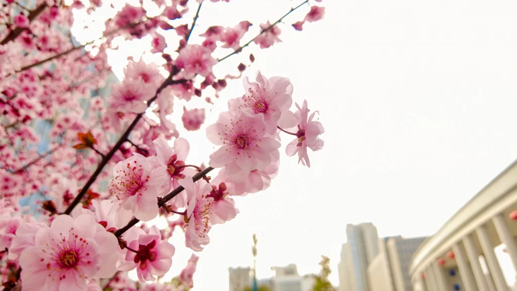 Pink Crabapple Blossom Petals gray Branches