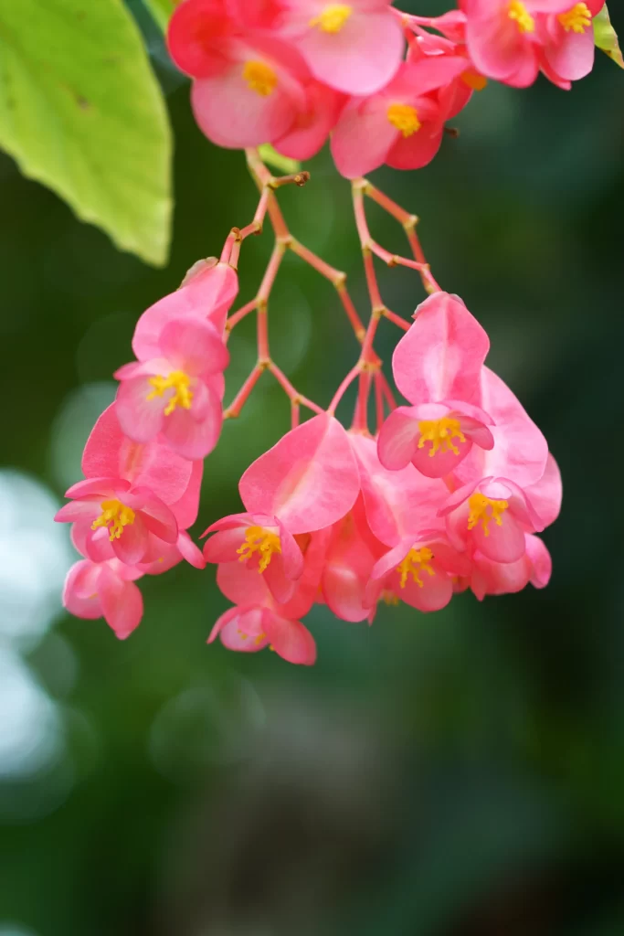 Pink Crabapple Blossom Petals Yellow gray Stamen
