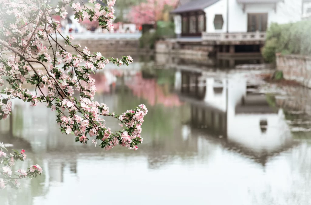 Pink Crabapple Blossom Petals gray Branches