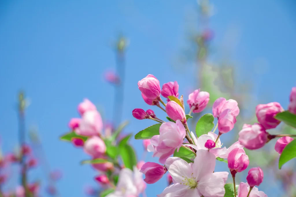 Pink Crabapple Blossom Petals Green Leaves Blue cool Sky