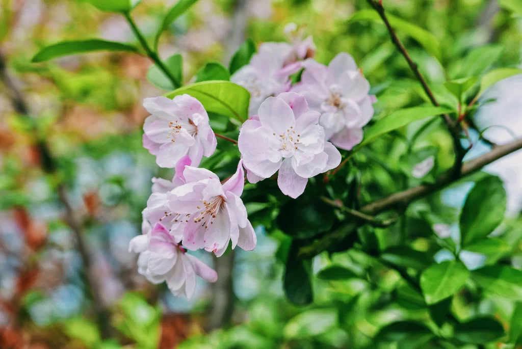 Pink Crabapple Blossom Petals Green warm Leaves