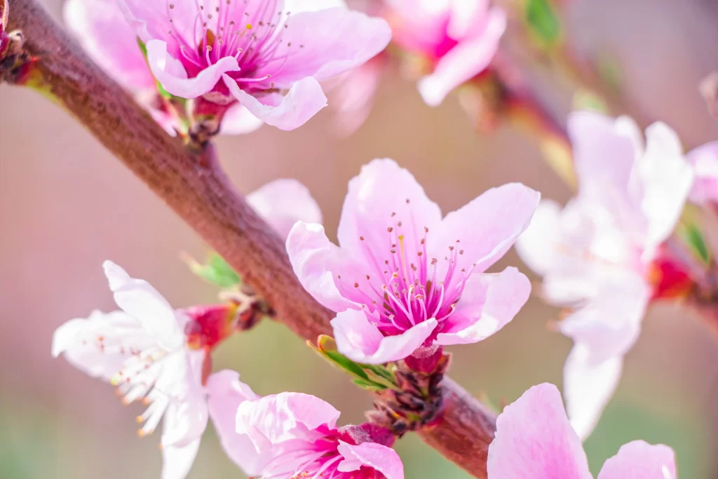 Pink Crabapple Blossom Petals warm Branch