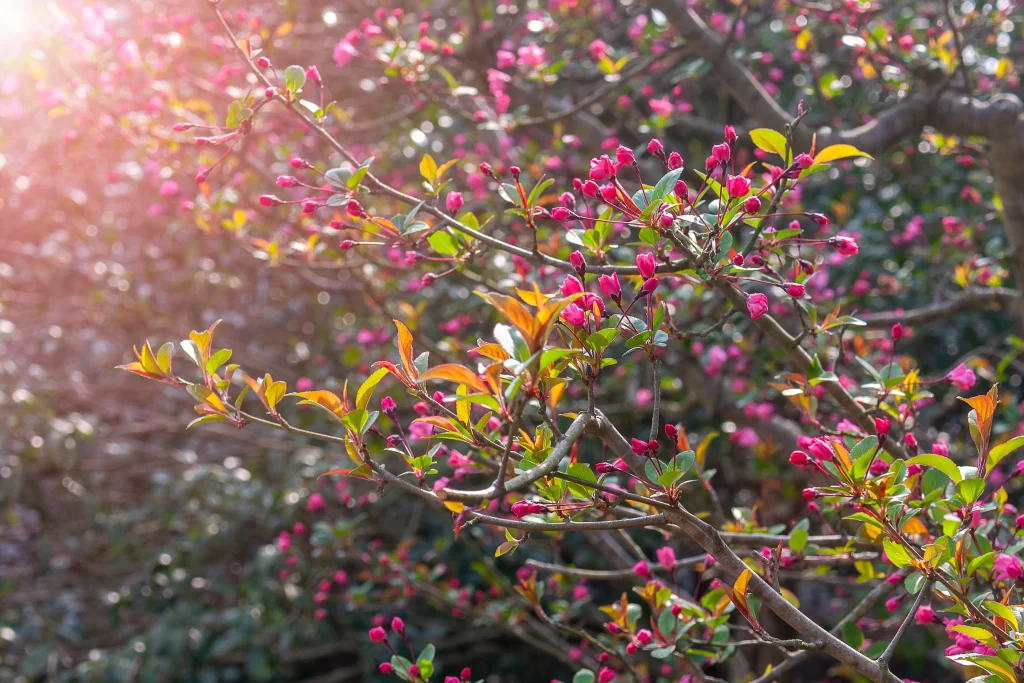 Pink Crabapple Blossom Petals Branches gray Sunlight