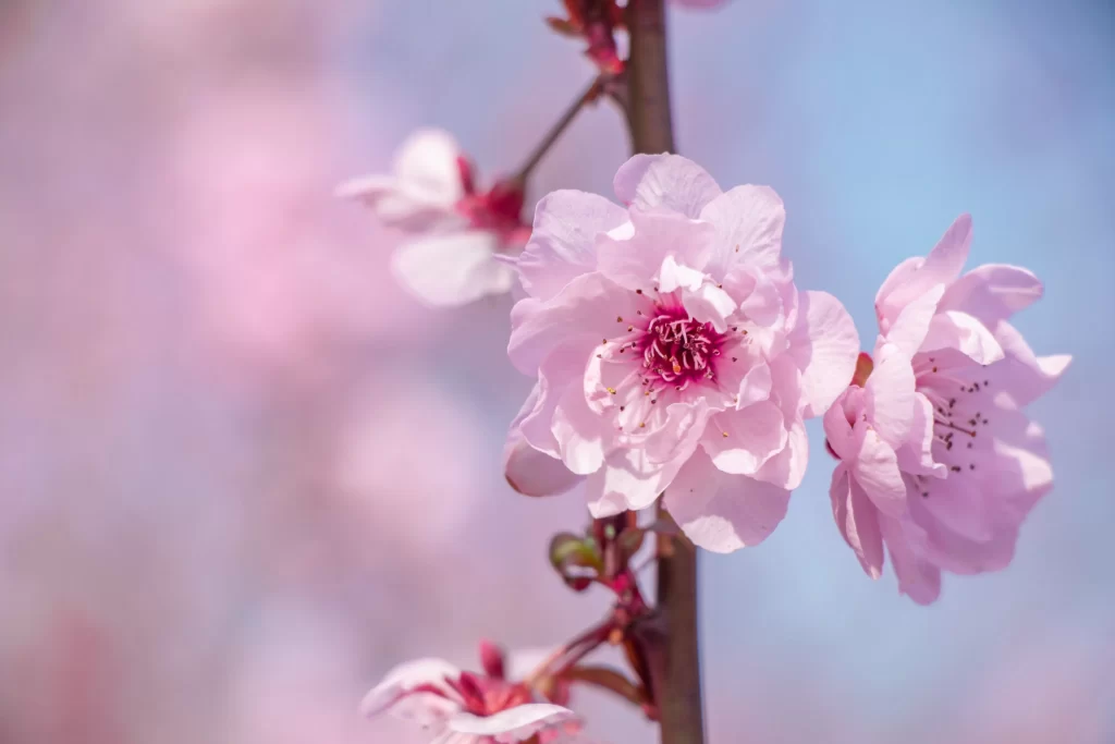 Pink Crabapple Blossom Petals gray Delicate