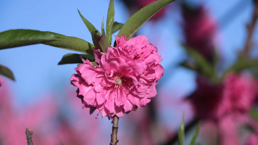 Pink Crabapple Blossom Petals Green cool Leaves