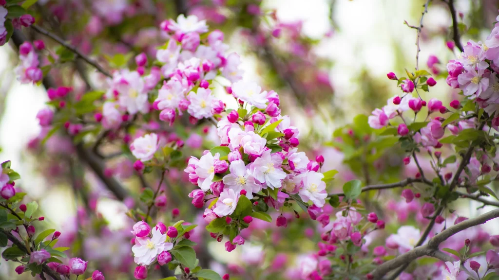 Pink Crabapple Blossom Petals gray Branches