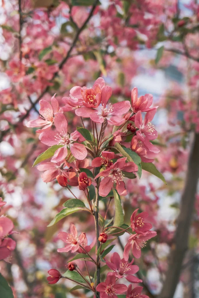 Pink Crabapple Blossom Petals warm Blooming