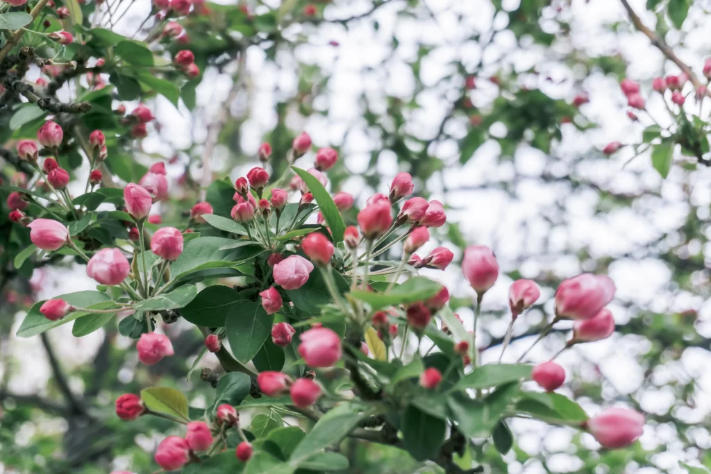 Pink Crabapple Blossom Petals gray Branches