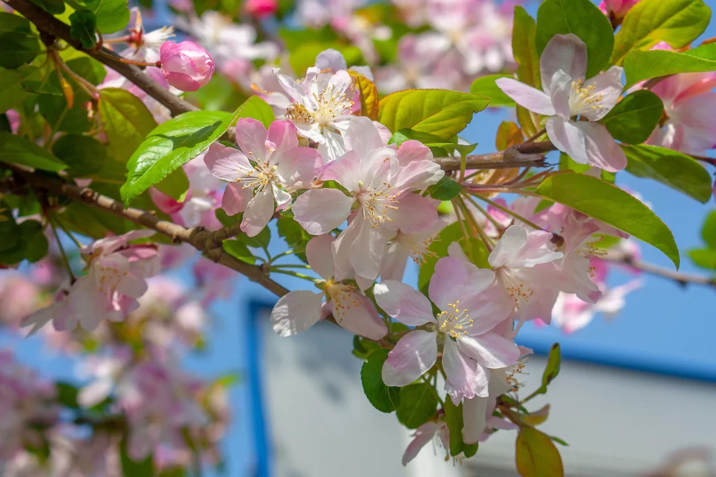 Pink Crabapple Blossom Petals Green Leaves Blue gray Sky