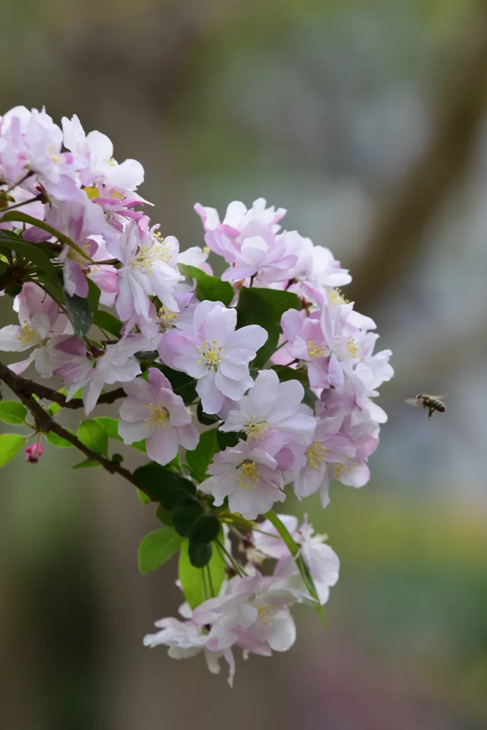 Pink Crabapple Blossom Petals Yellow gray Stamen