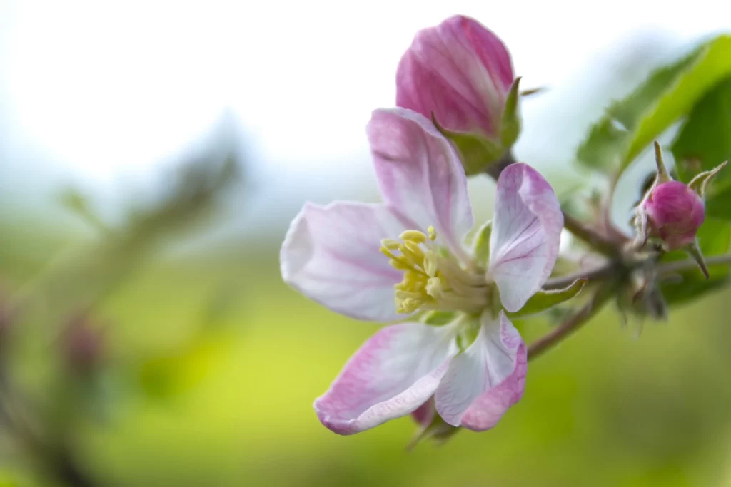 Pink Crabapple Blossom Petals Yellow warm Stamen