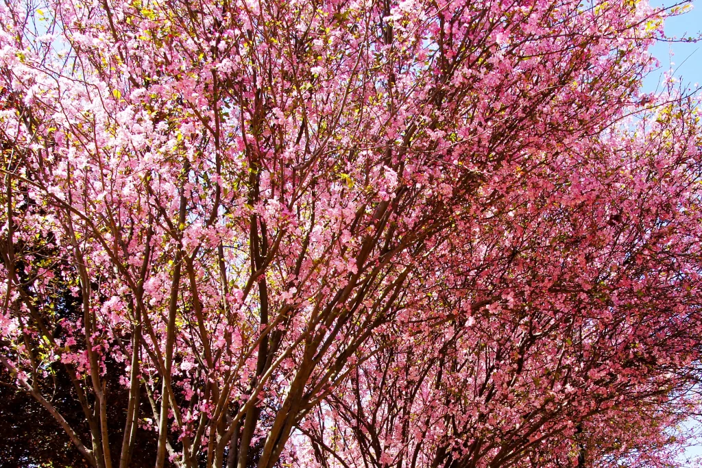 Pink Crabapple Blossom Petals warm Branches