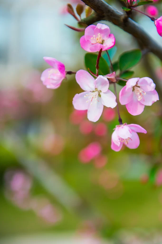 Pink Crabapple Blossom Petals warm Branches