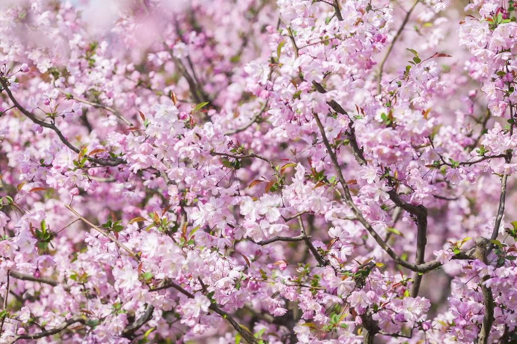 Pink Crabapple Blossom Petals warm Branches