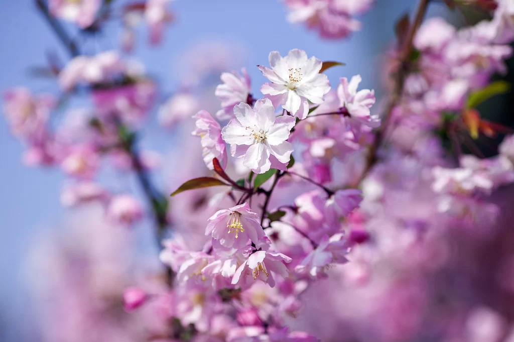 Pink Crabapple Blossom Petals cool Blooming