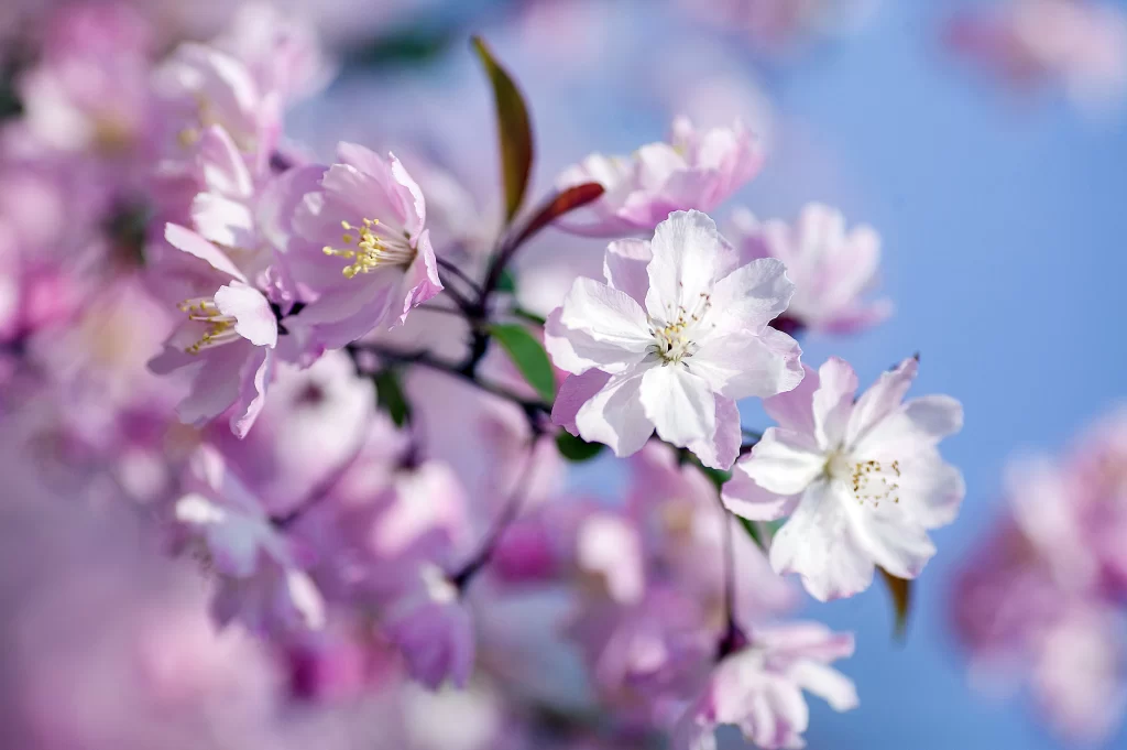 Pink Crabapple Blossom Petals Sky