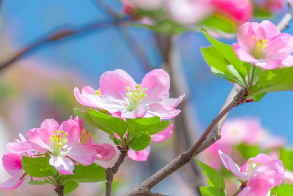 Pink Crabapple Blossom Petals Yellow Stamens Green gray Leaves