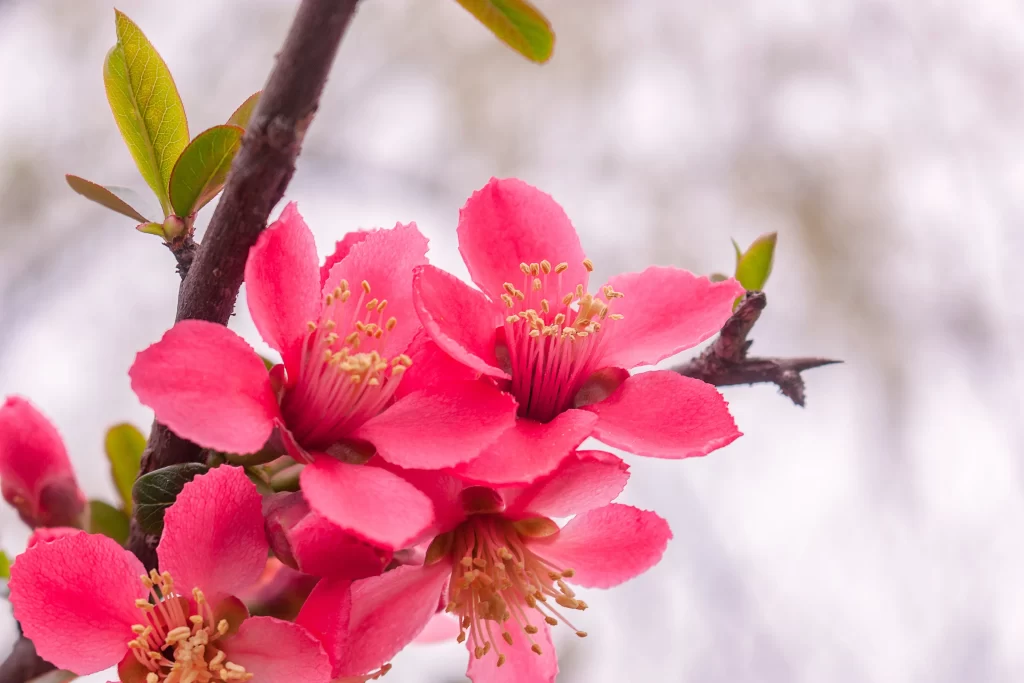 Pink Crabapple Blossom Petals Yellow warm Stamens