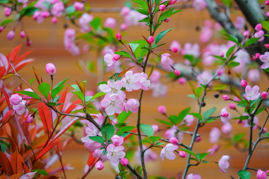 Pink Crabapple Blossom Petals Branches Green Leaves