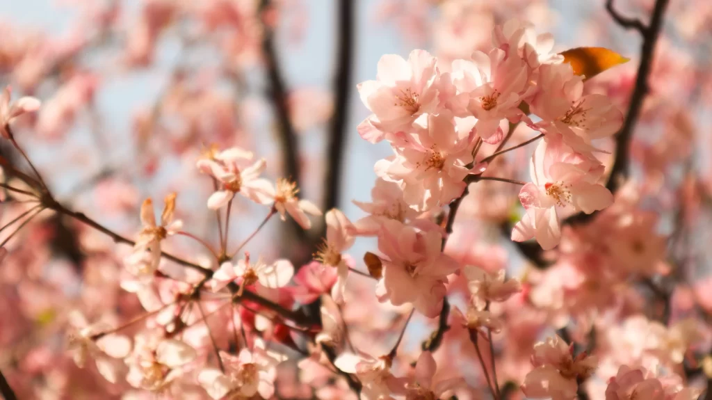 Pink Crabapple Blossom Petals warm Branches