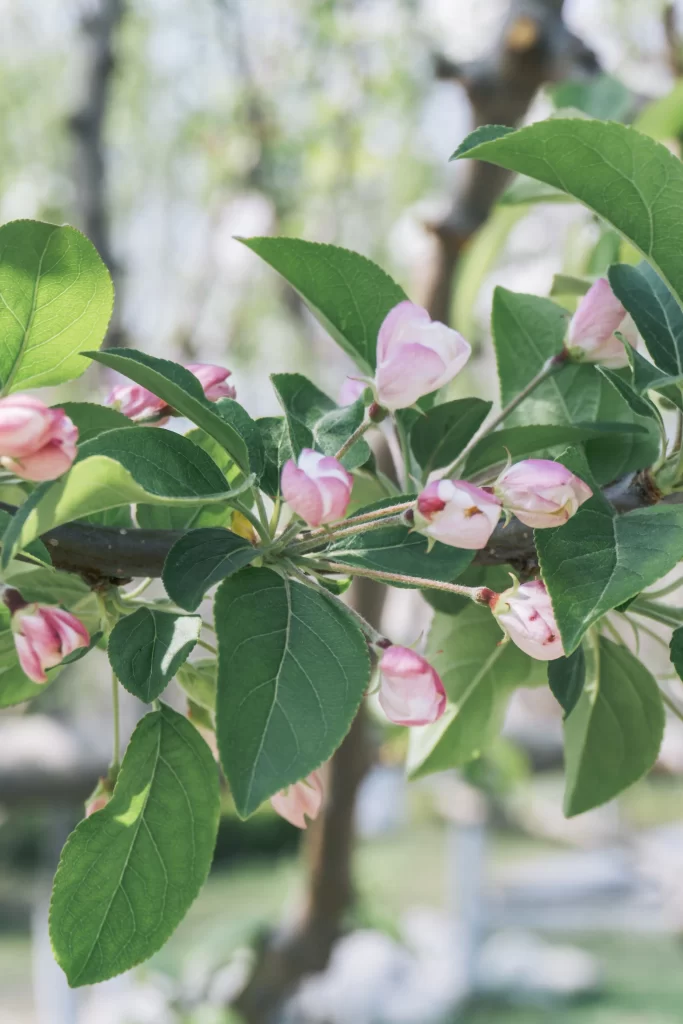 Pink Crabapple Blossom Petals Green gray Leaves