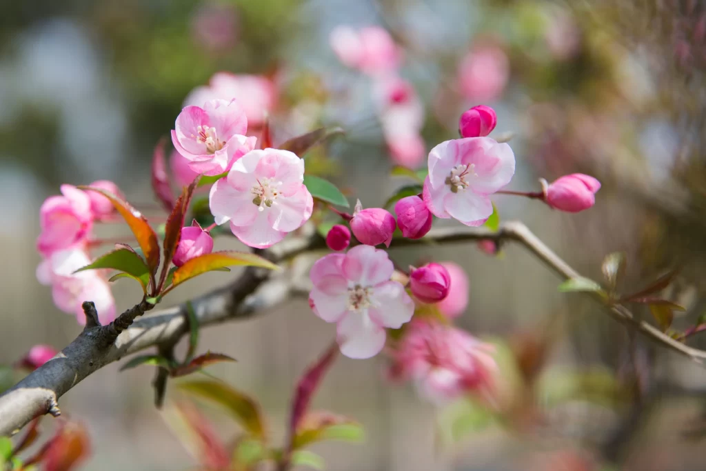 Pink Crabapple Blossom Petals gray Branches