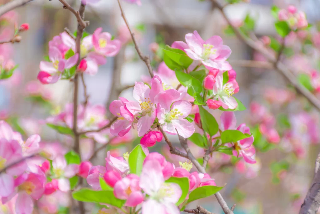 Pink Crabapple Blossom Petals Blooming gray Branches