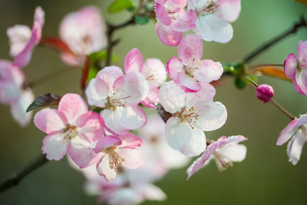 Pink Crabapple Blossom Petals gray Dewdrops