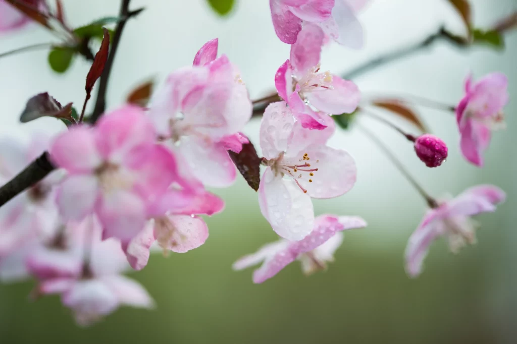 Pink Crabapple Blossom Petals gray Dewdrops