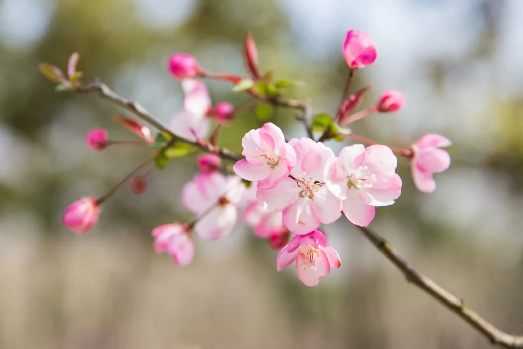 Pink Crabapple Blossom Petals gray Branch