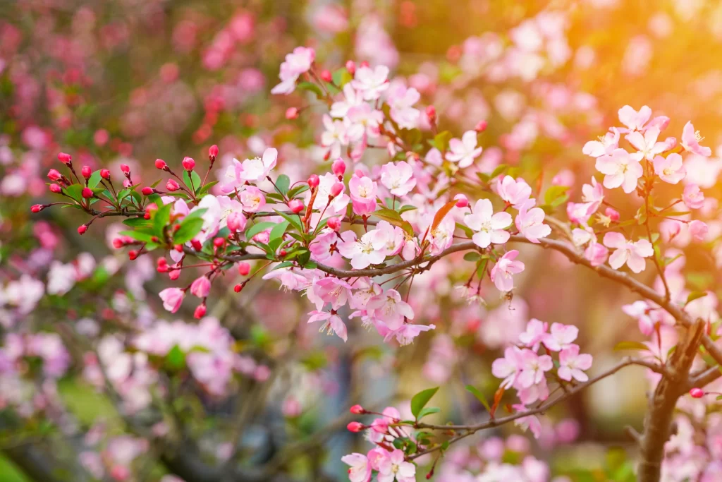 Pink Crabapple Blossom Petals warm Branches