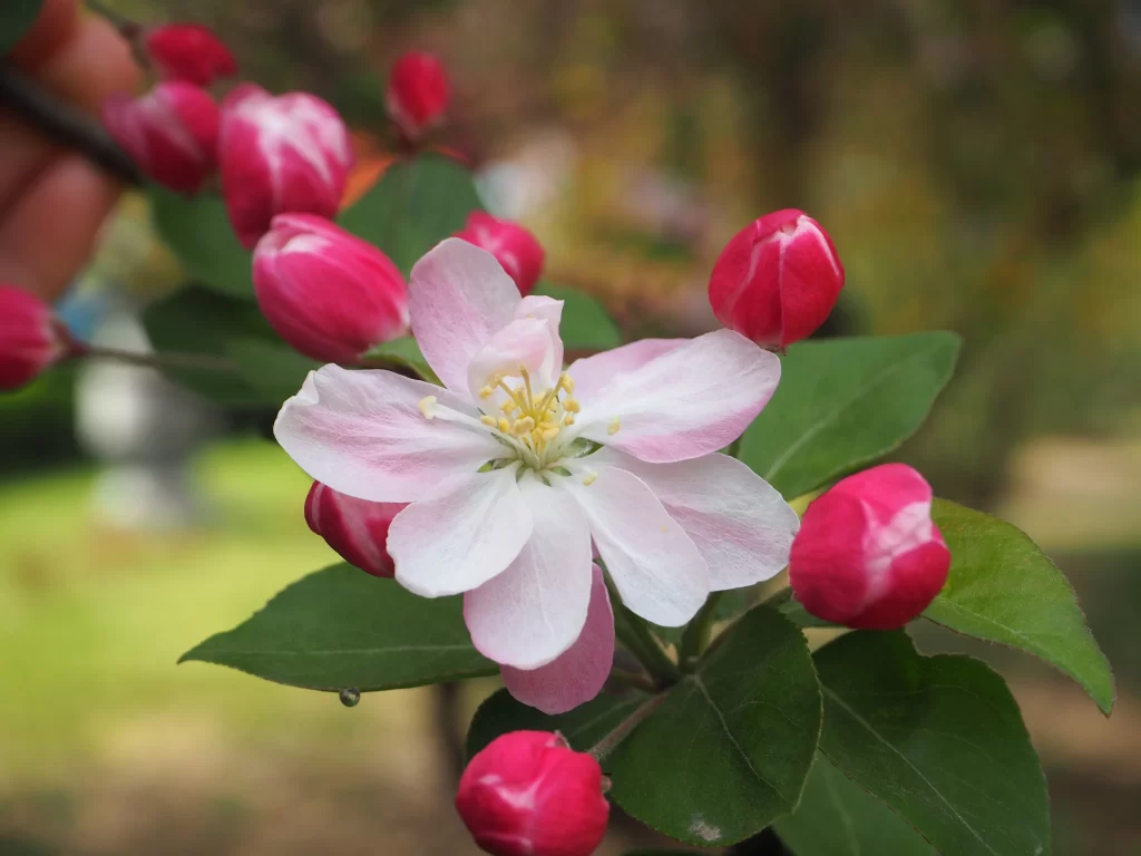Pink Crabapple Blossom Petals Bud Green gray Leaves