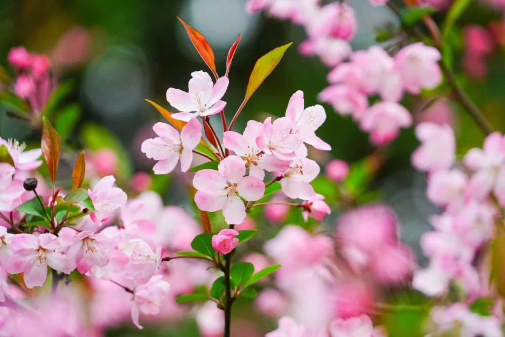 Pink Crabapple Blossom Petals Green gray Leaves