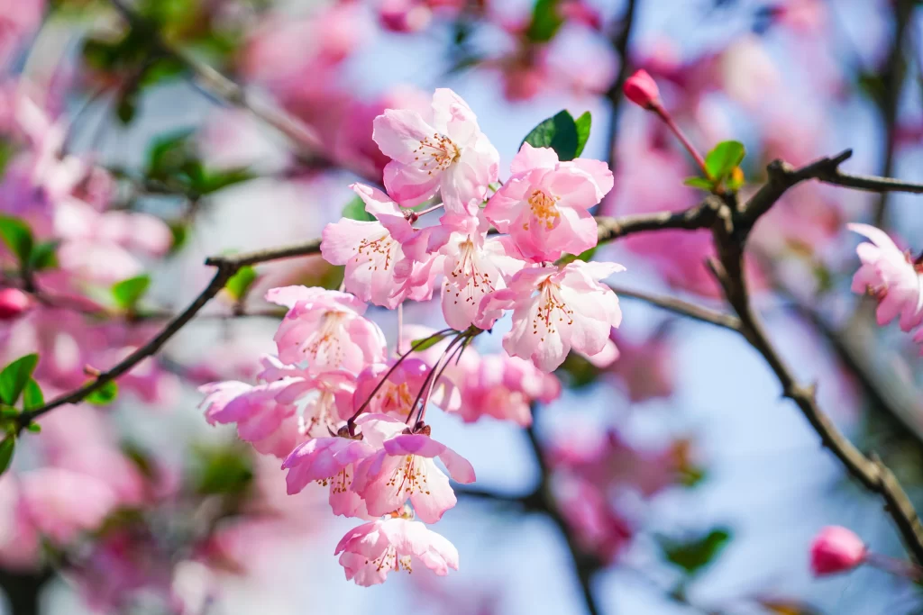 Pink Crabapple Blossom Petals gray Branches