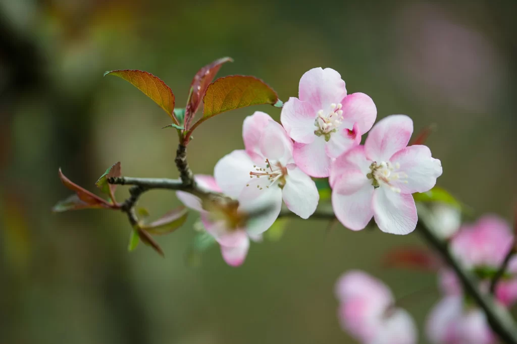 Pink Crabapple Blossom Petals gray Branch