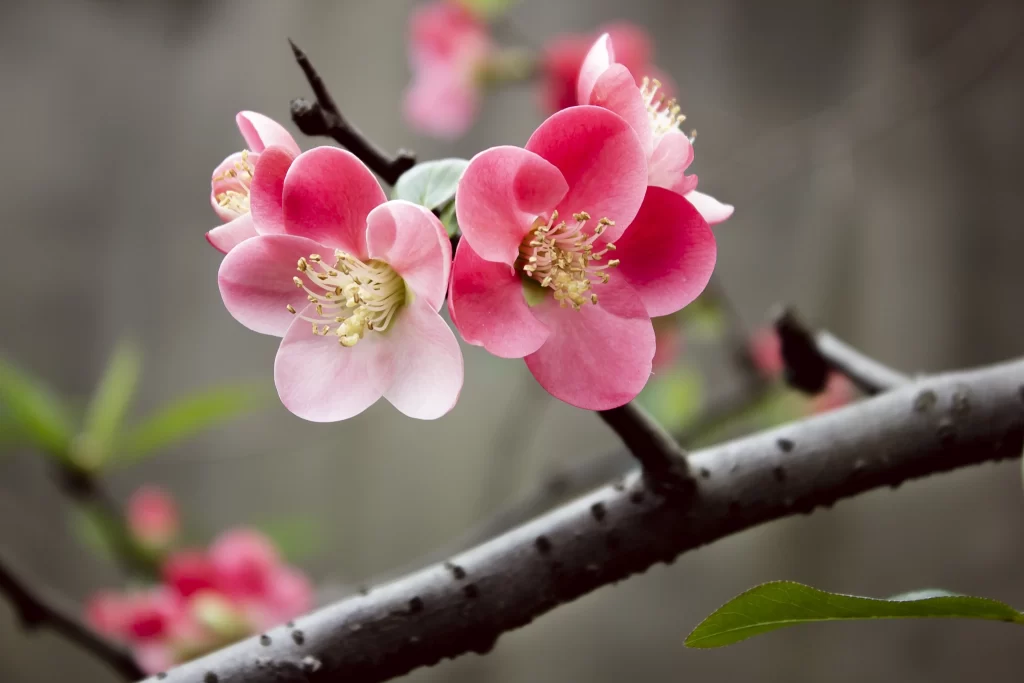 Pink Crabapple Blossom Petals Yellow gray Stamens