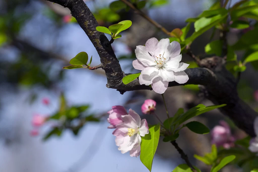 Pink Crabapple Blossom Petals gray Branches