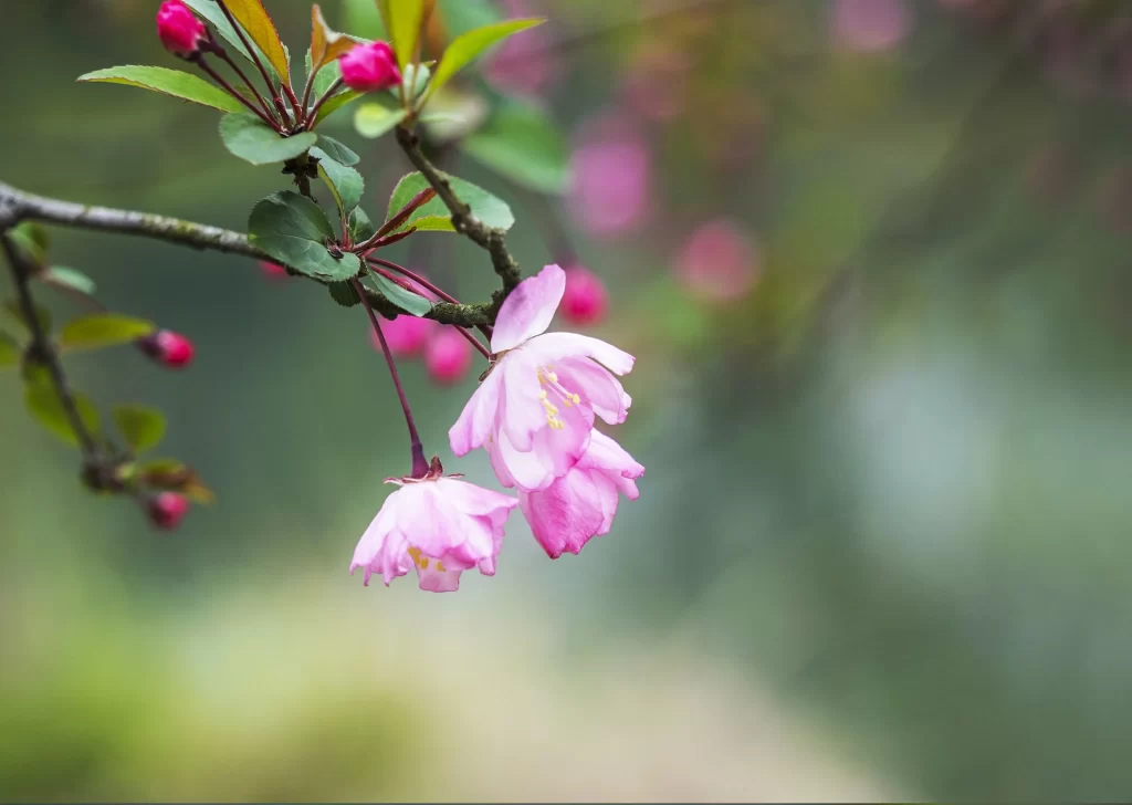 Pink Crabapple Blossom Petals gray Branches