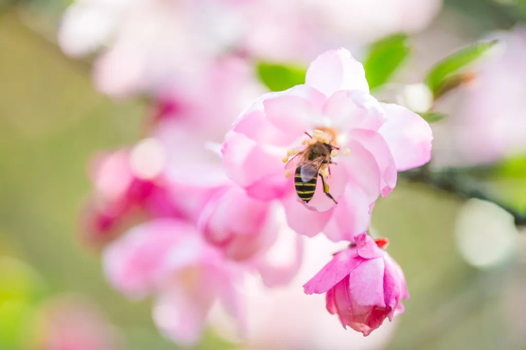 Pink Crabapple Blossom Petals Bee
