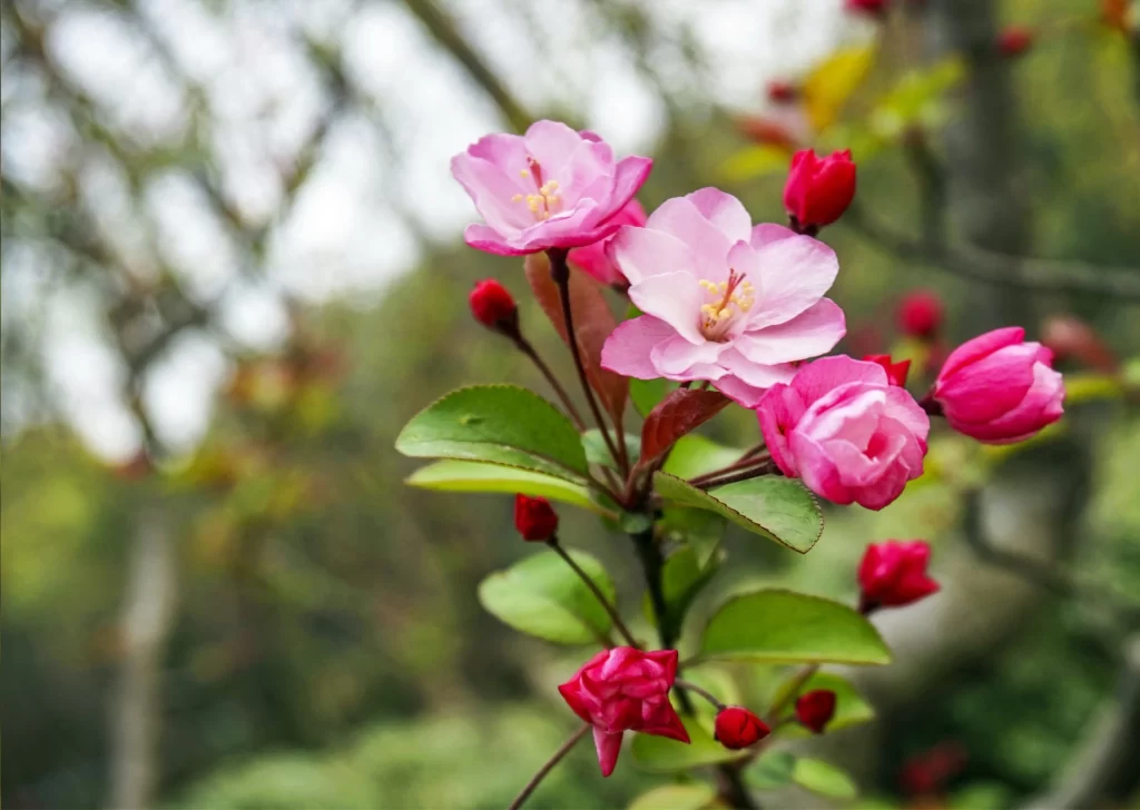 Pink Crabapple Blossom Petals gray Bud