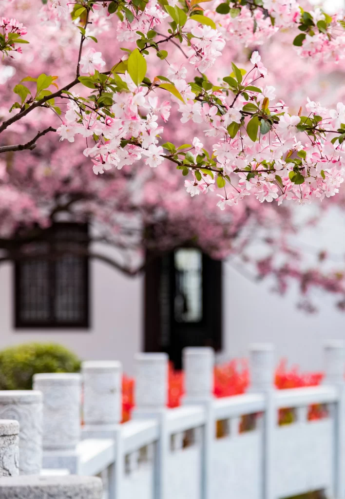 Pink Crabapple Blossom Petals gray Branches
