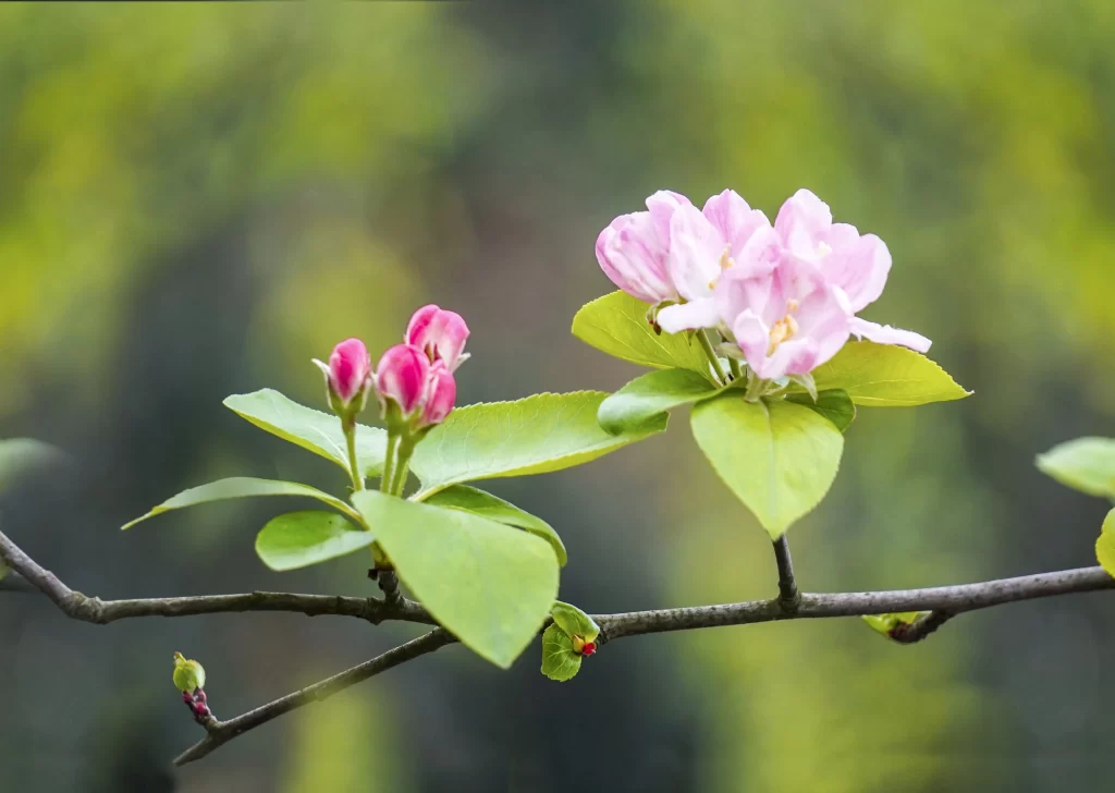 Pink Crabapple Blossom Petals Green warm Leaves