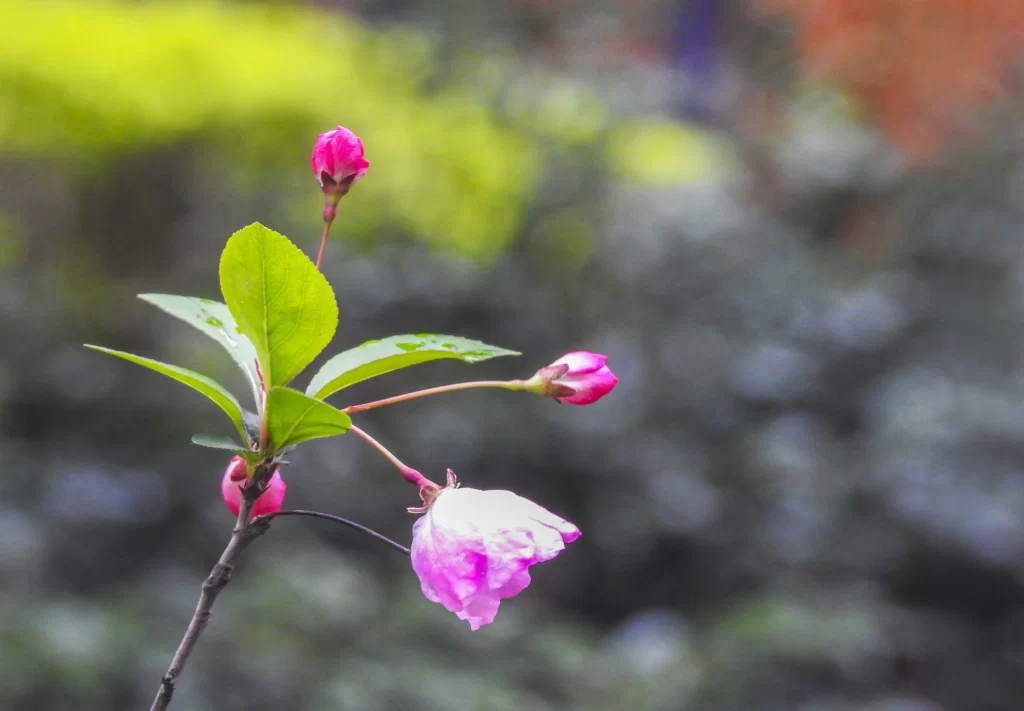 Pink Crabapple Blossom Petals gray Bud