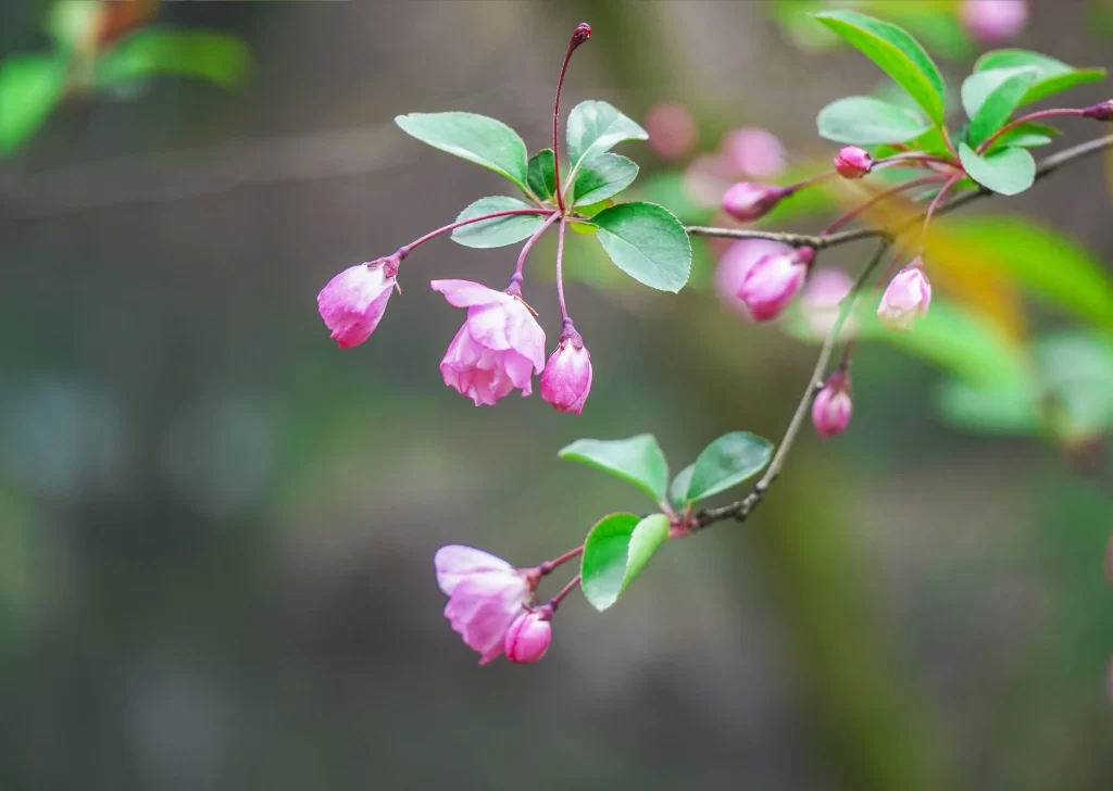 Pink Crabapple Blossom Petals gray Branches