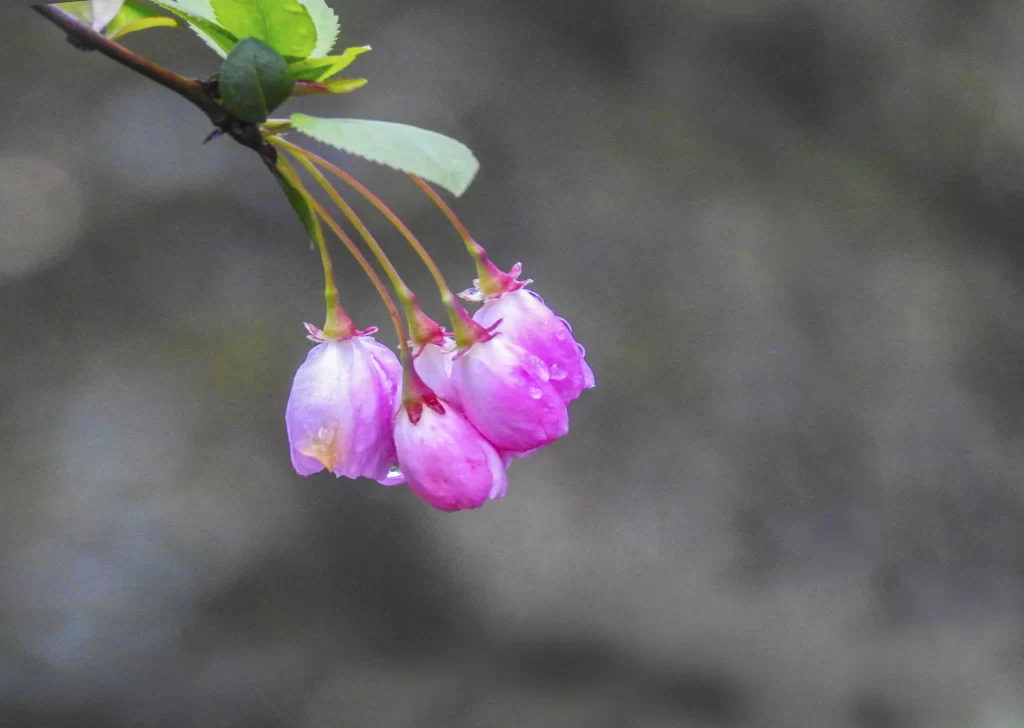 Pink Crabapple Blossom Petals gray Dewdrops