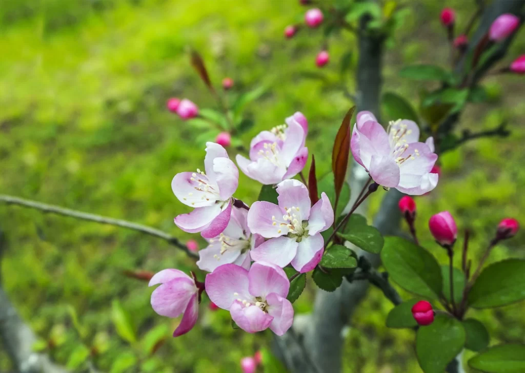 Pink Crabapple Blossom Petals Green warm Leaves