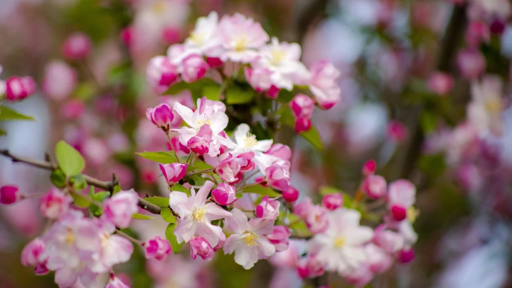 Pink Crabapple Blossom Petals gray Branches