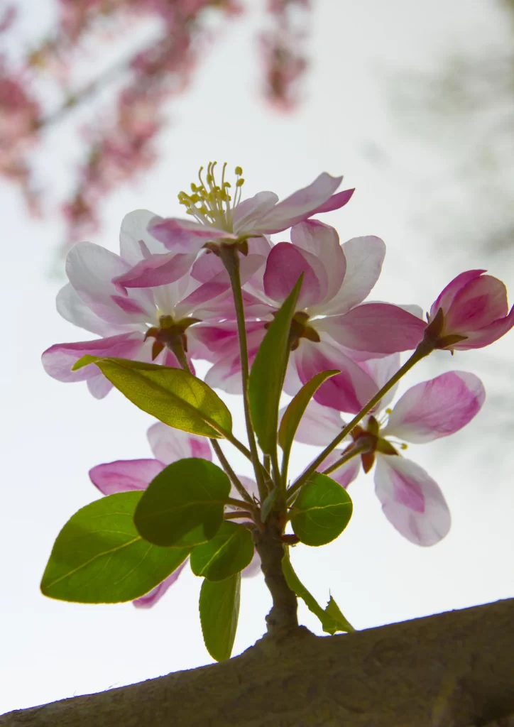 Pink Crabapple Blossom Petals Green gray Leaves