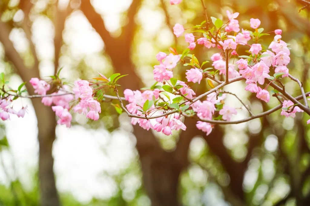 Pink Crabapple Blossom Petals warm Branches